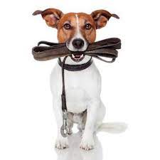 Coleira para cachorro e gato