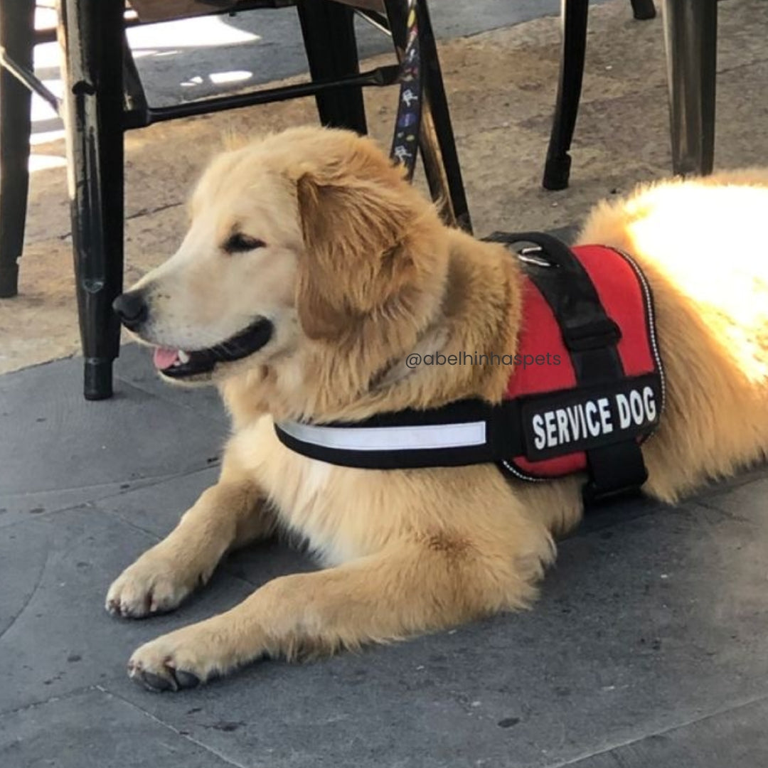Coleira Peitoral Personalizada Service Dog - Cães de Serviço