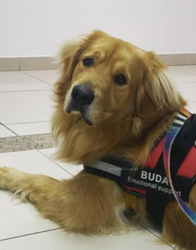 Coleira Peitoral Personalizada para Cães de Suporte Emocional