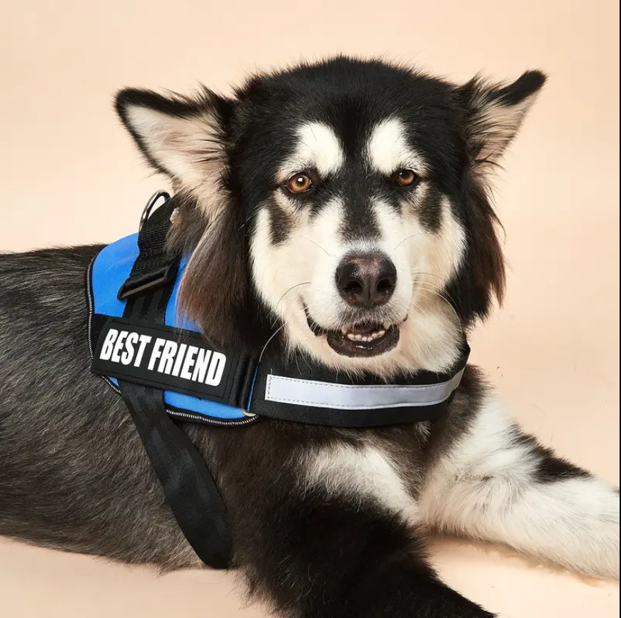 Peitoral Personalizado pra Cachorro - Forte e resistente