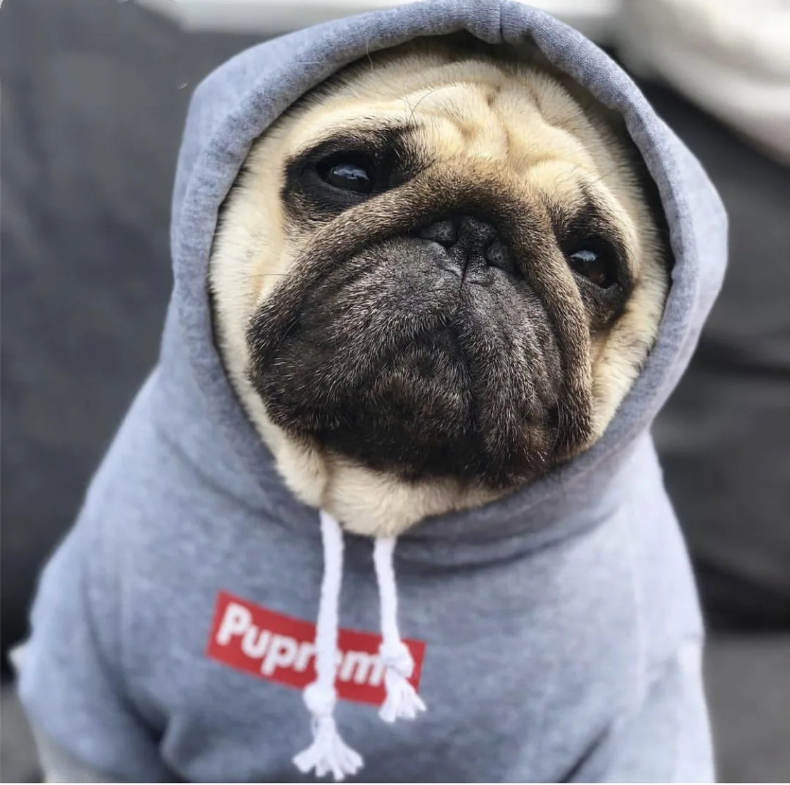 Roupa para Cachorro Casaco Pupreme de Algodão