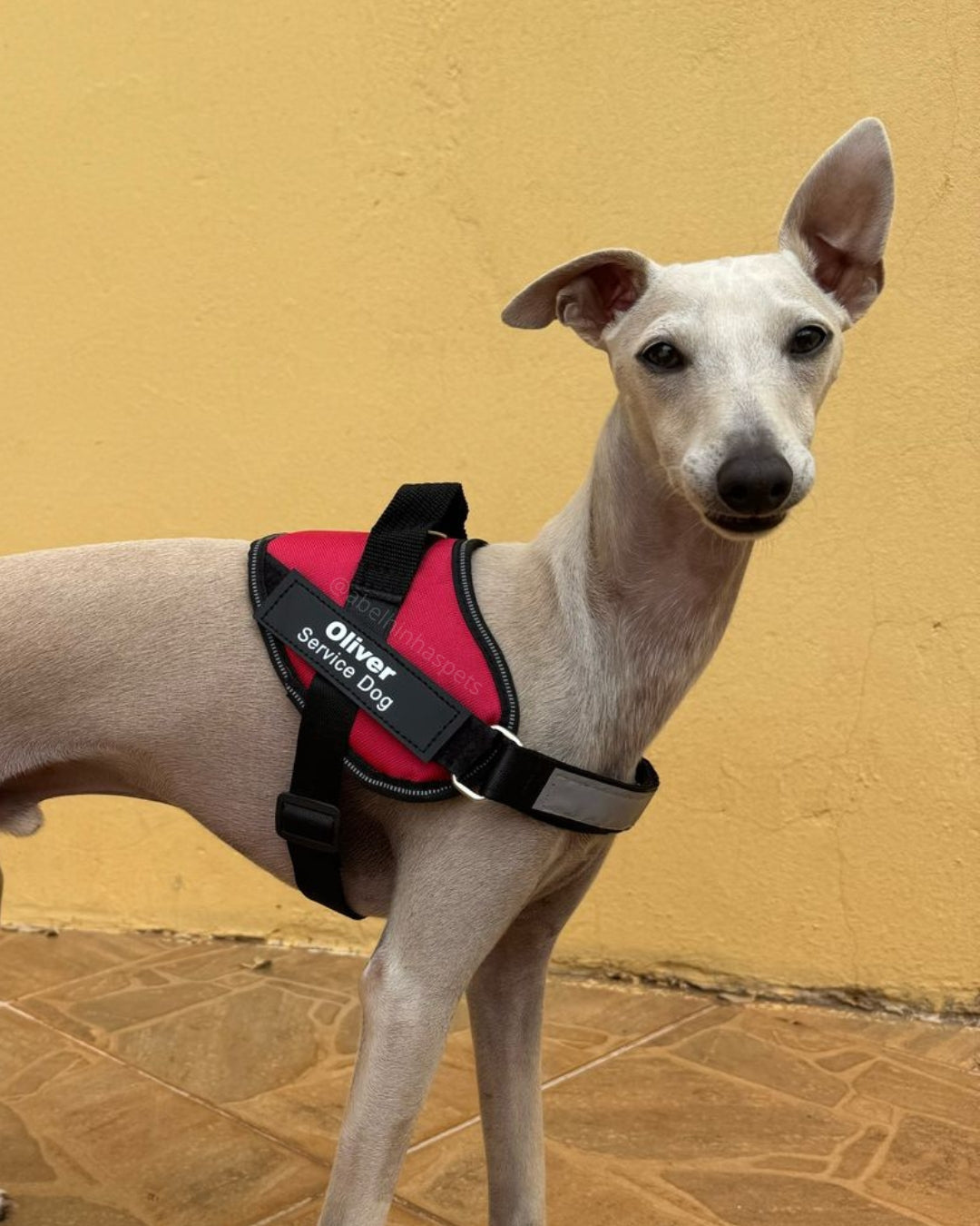 Coleira Peitoral Personalizada Service Dog - Cães de Serviço