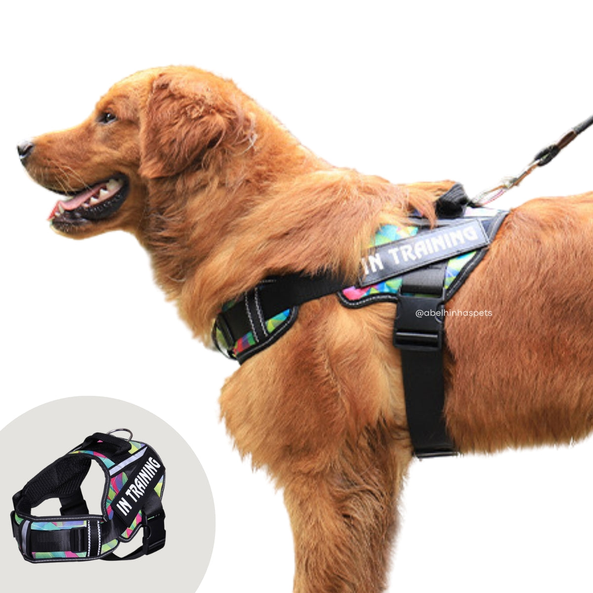 Peitoral pra Cachorro Personalizado Reforçado