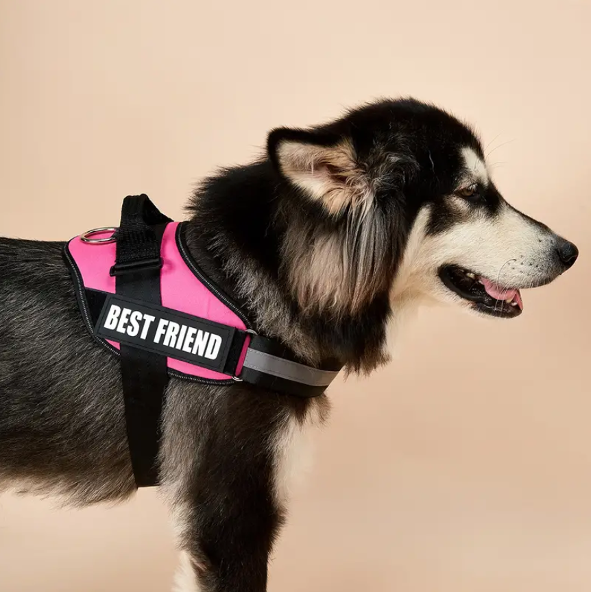 Peitoral Personalizado pra Cachorro - Forte e resistente
