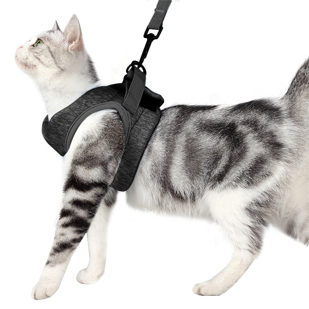 Peitoral pra Gatos acompanha Guia