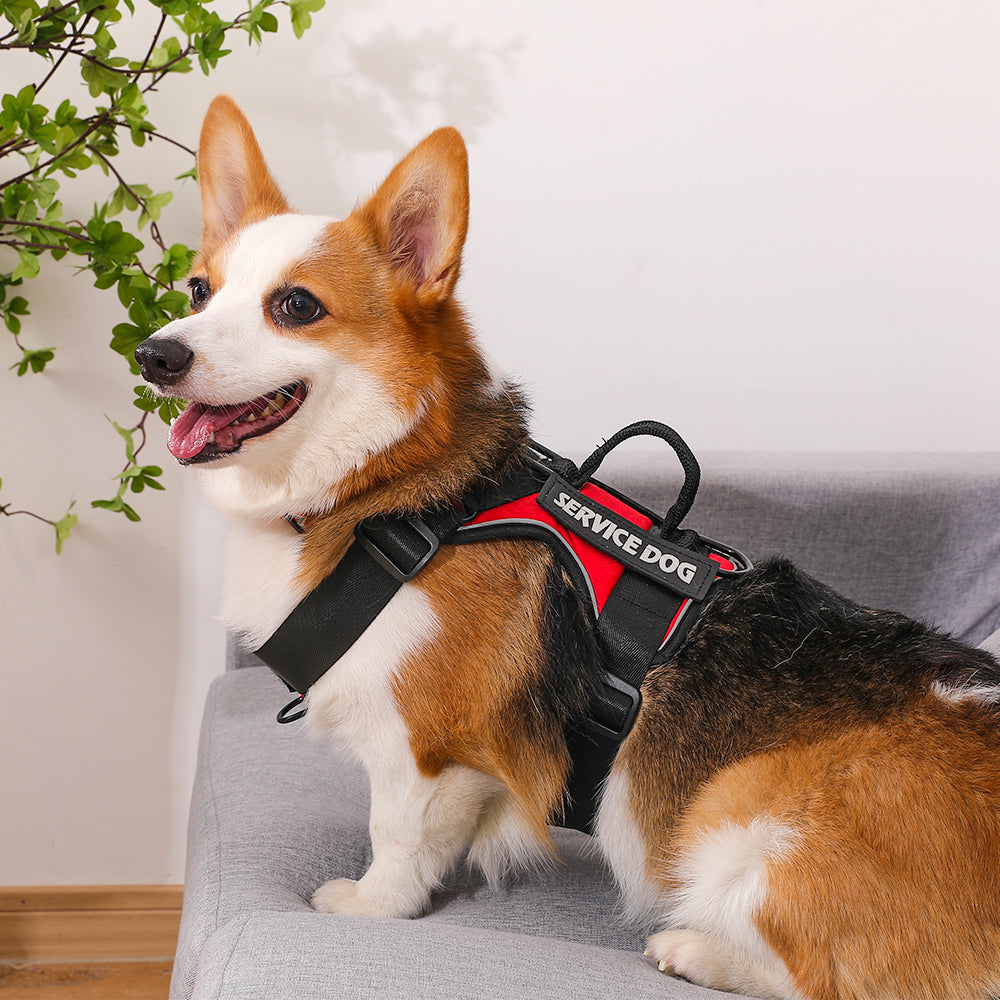 Peitoral pra Cachorro Forte e Resistente