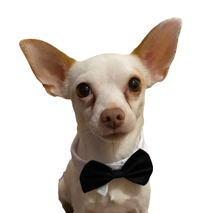 Gravata Borboleta para Pet Cães e Gatos