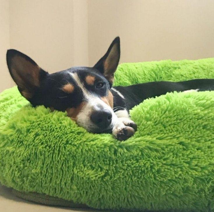 Cama Nuvem Puff Redonda para Gatos
